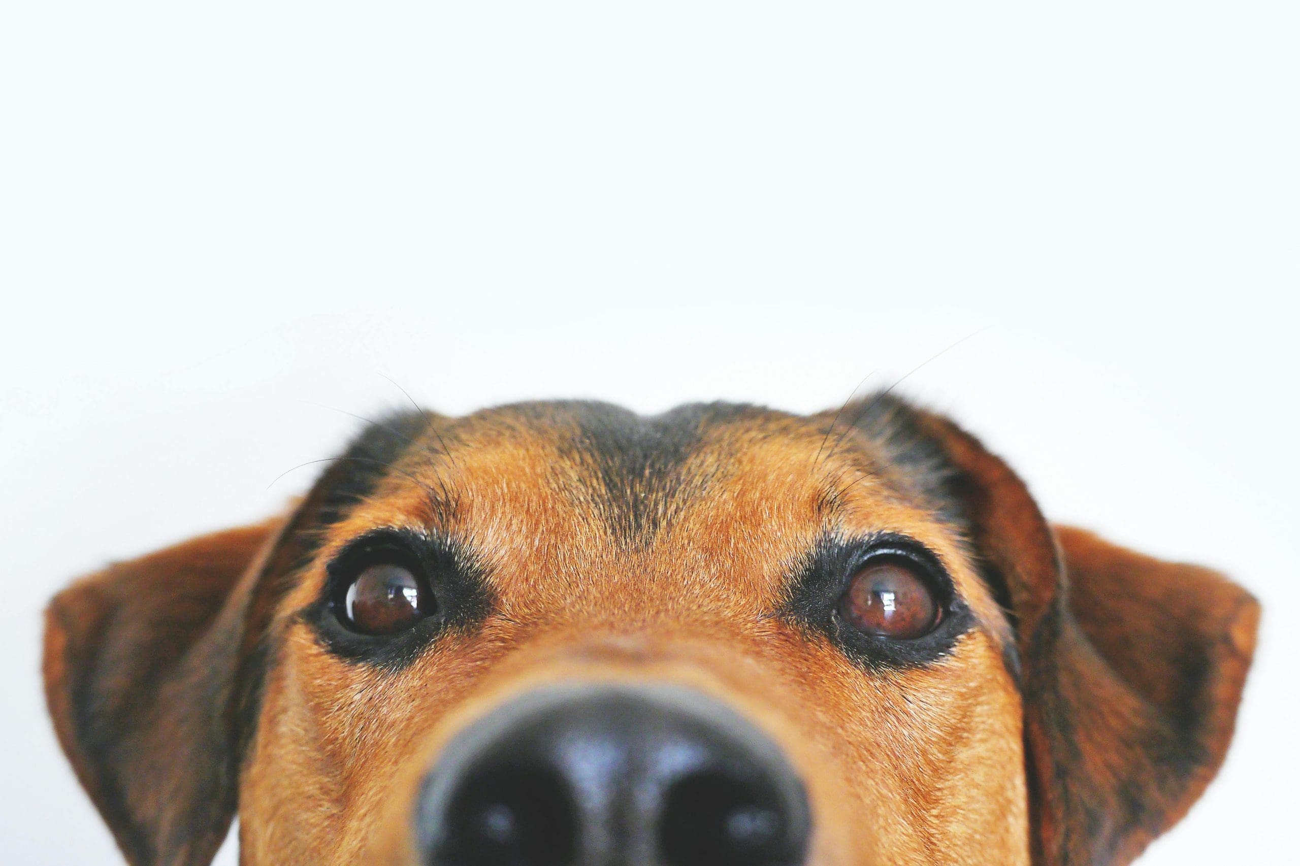 Headshot